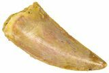Serrated Raptor Tooth - Real Dinosaur Tooth #361007-1